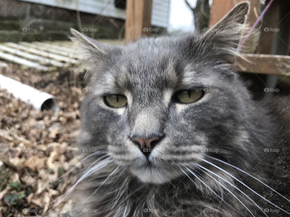 Cute gray kitty doing kitty things