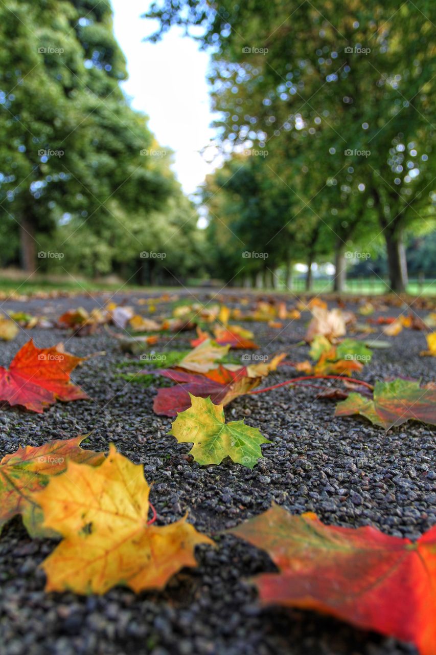 Leafy Avenue. A tree lined avenue covered with fallen leaves stretches away into the distance.