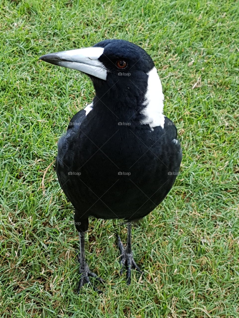 magpie