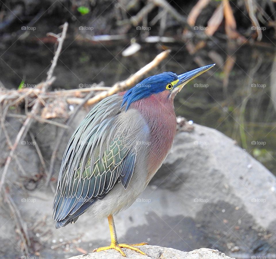 Green Heron