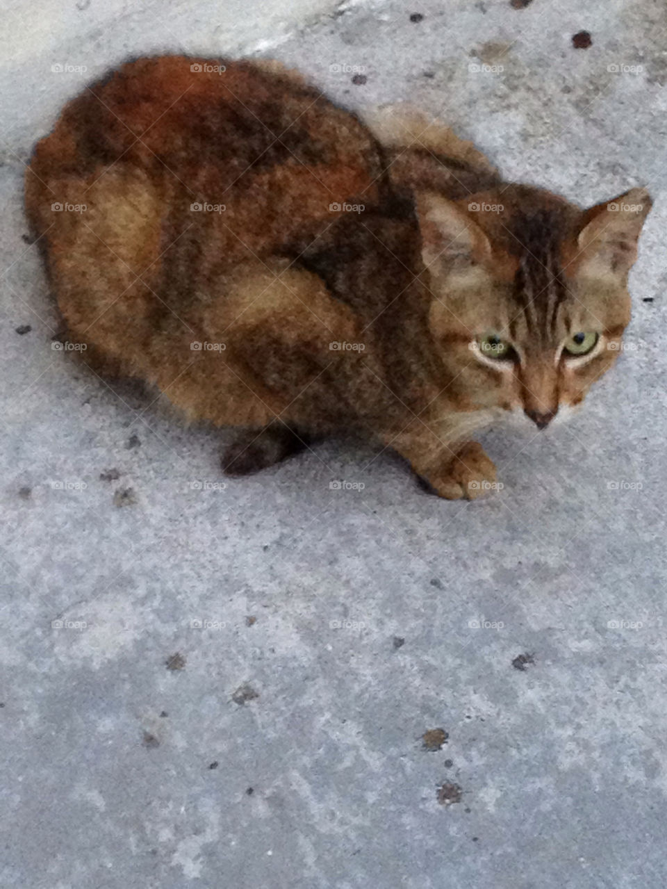 Cute little cat looking at the camera
