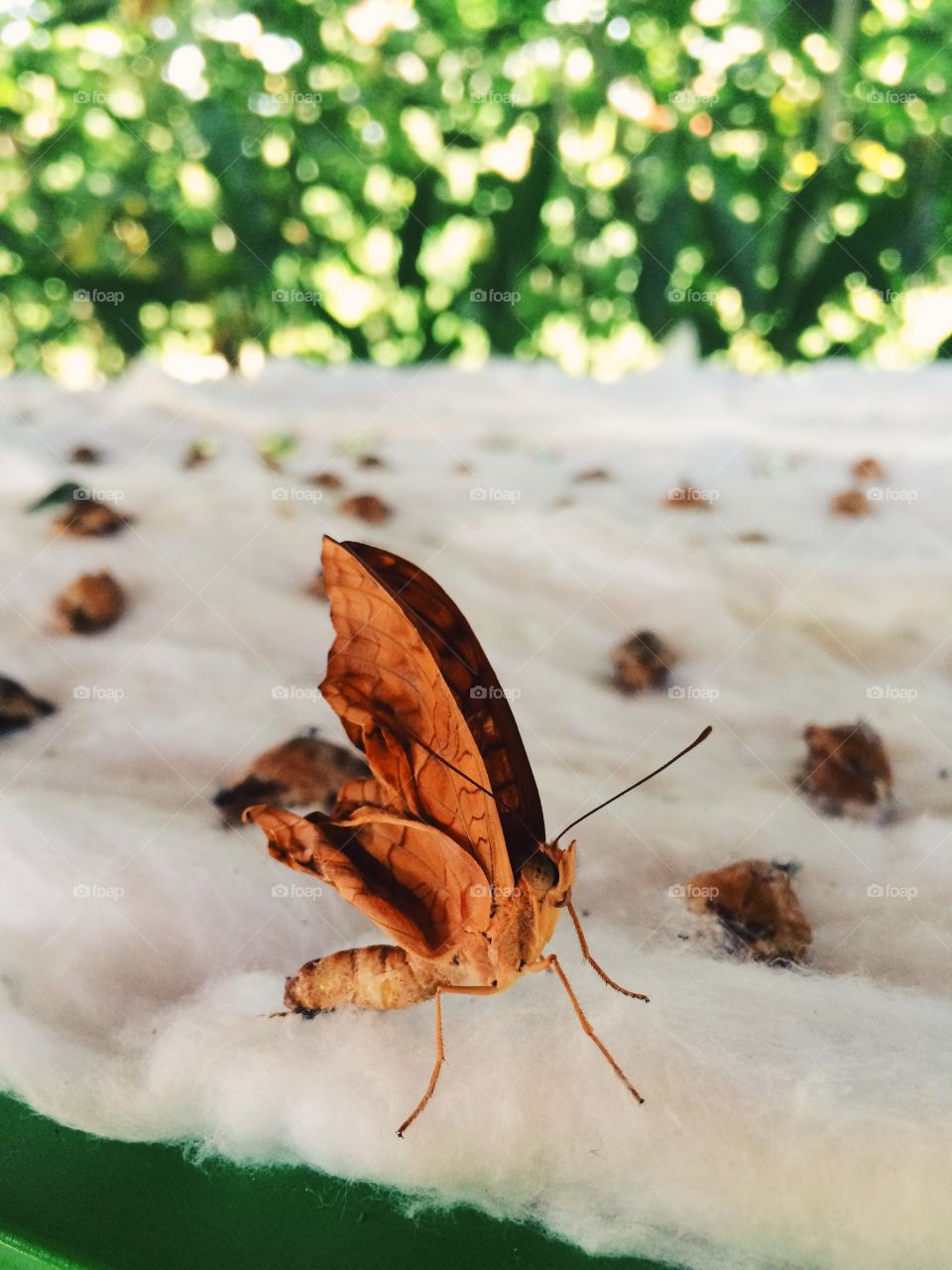 Butterfly with birth defect