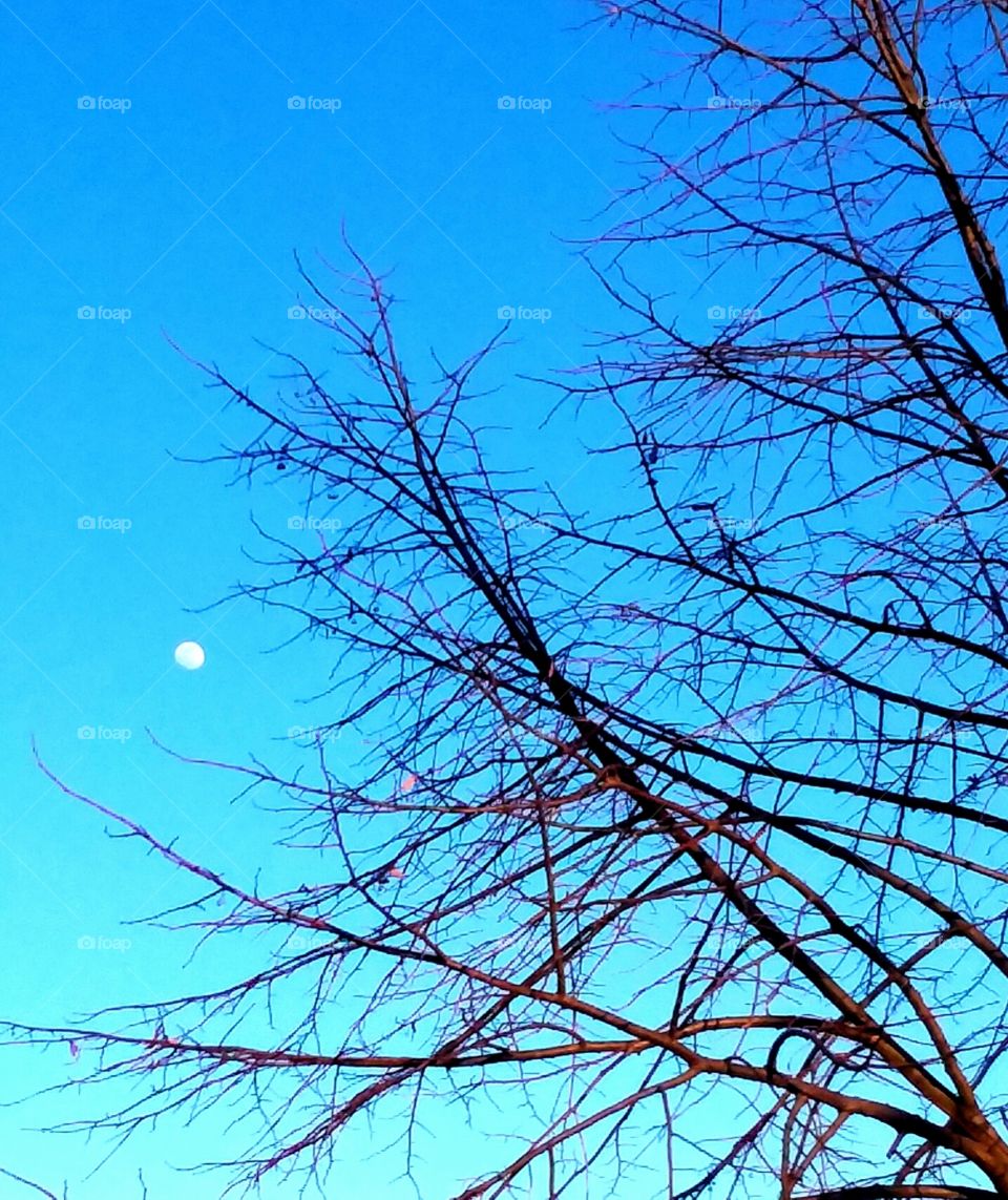 A beautiful moon in midday