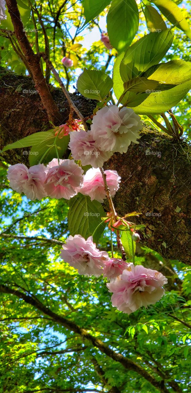 Japanese plum blossoms