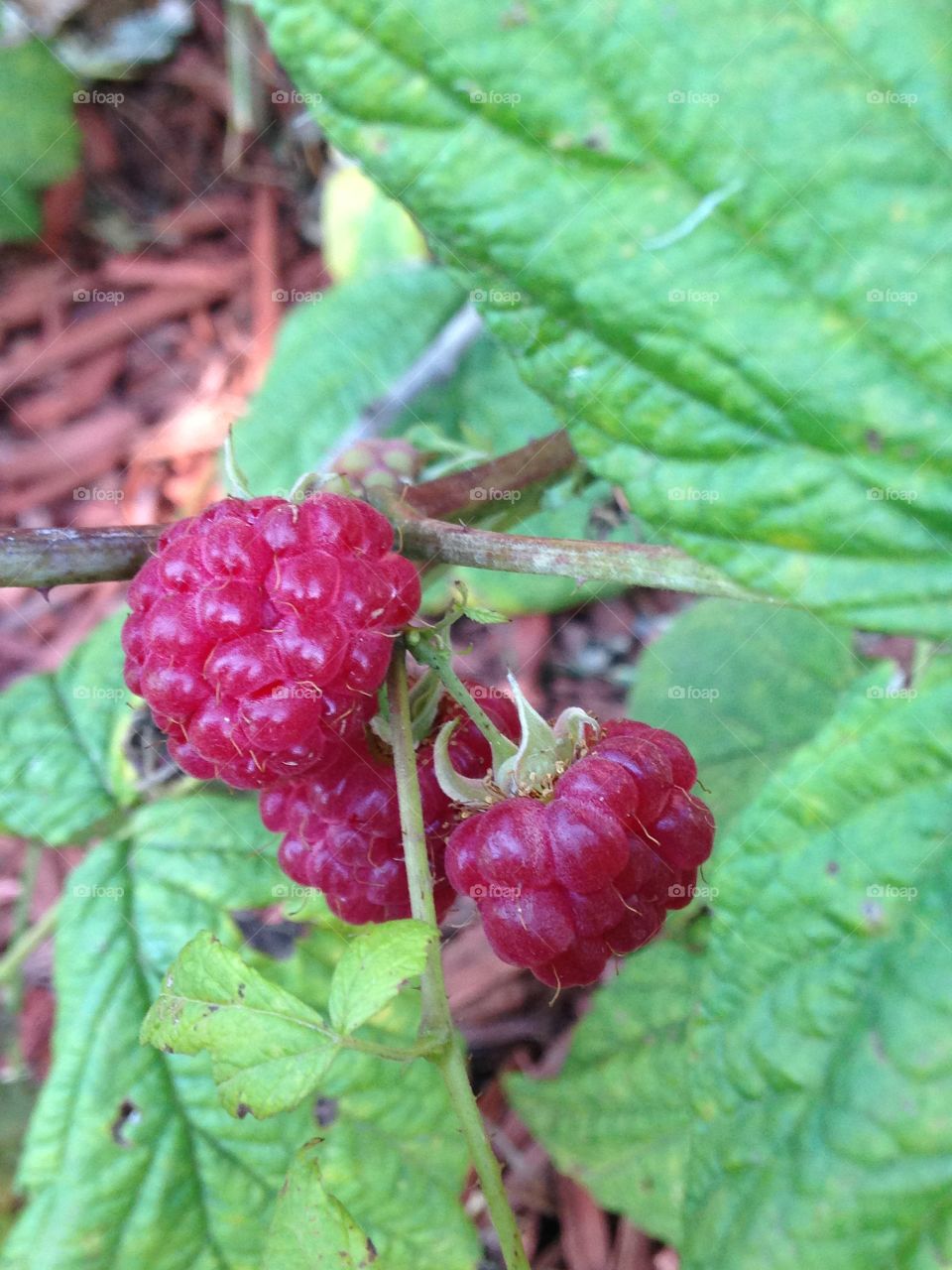 Heritage raspberries