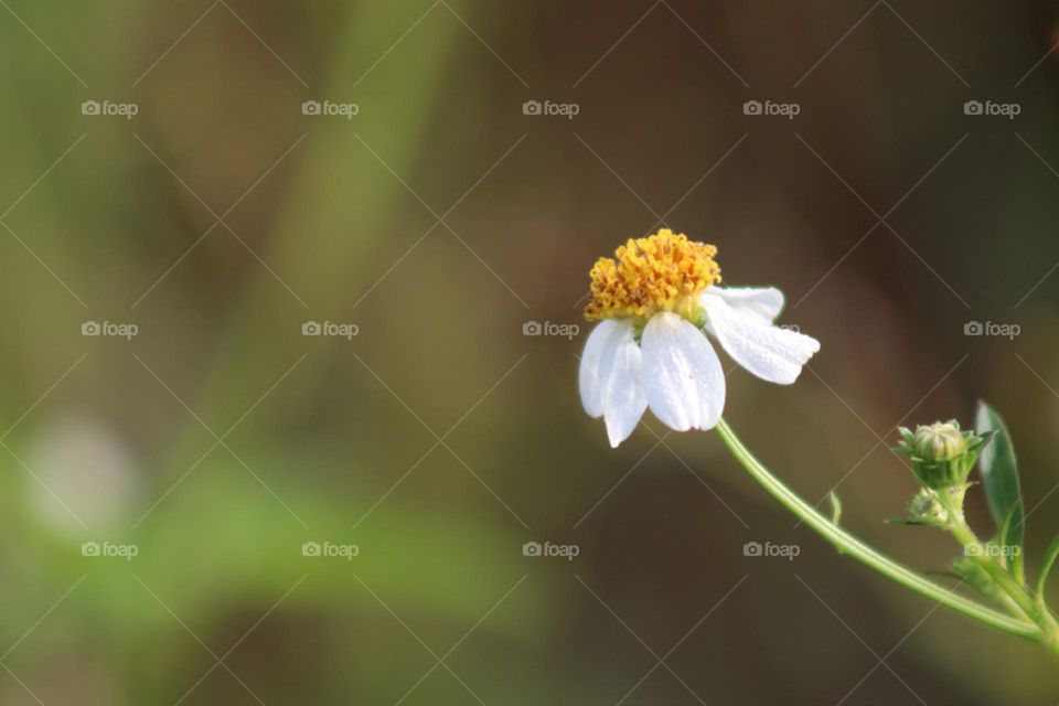 Close up view of a wild daisy under the sunlight with macro background 