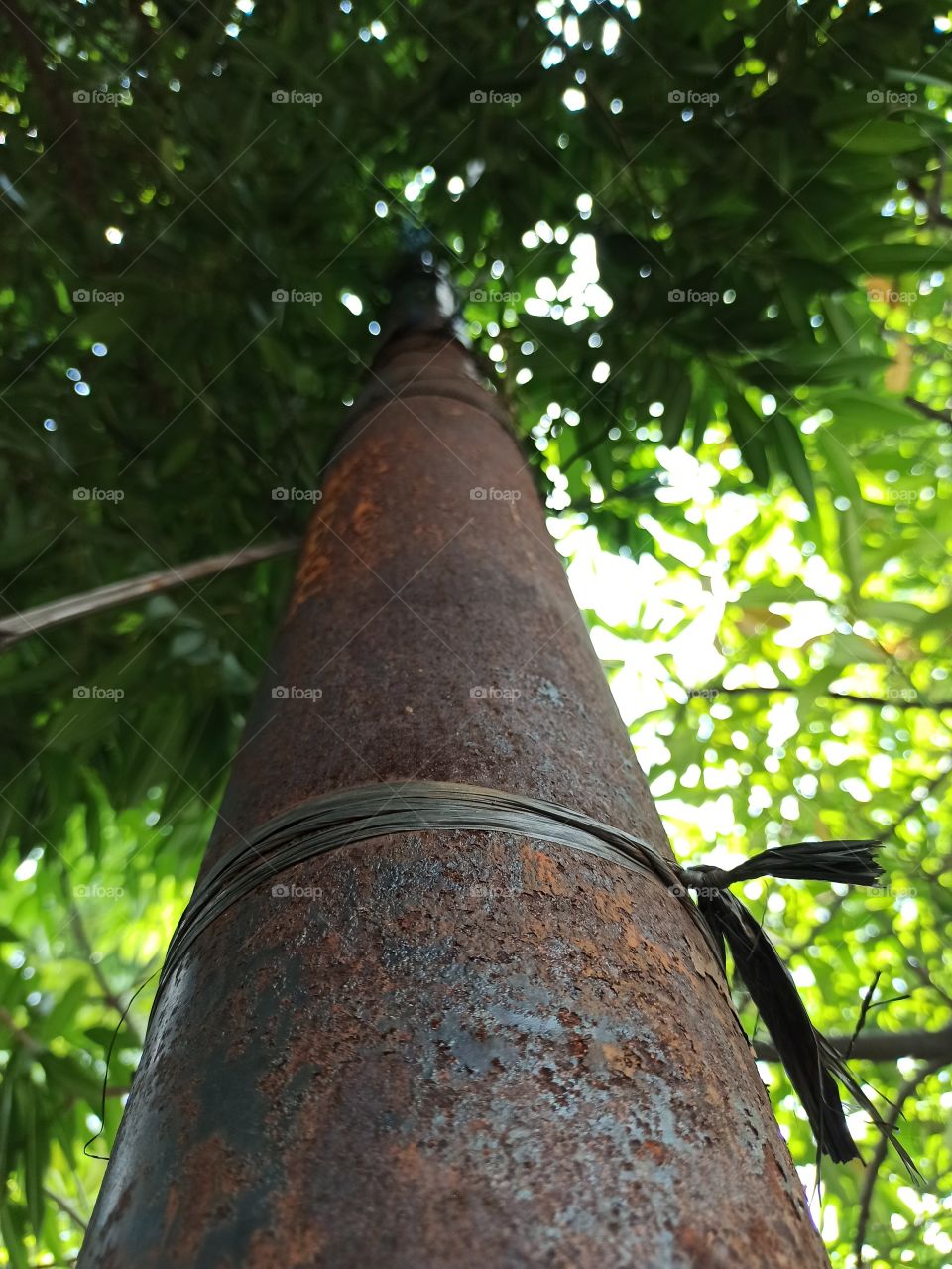 iron pillars between the trees