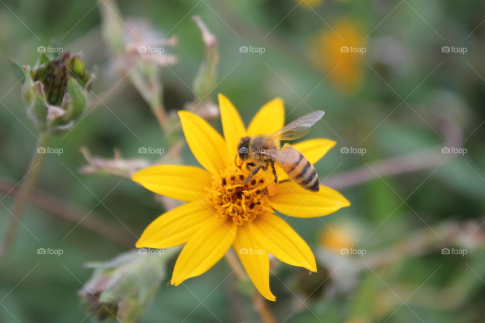 Buzzzzzz. Bumblebee on yellow flower
