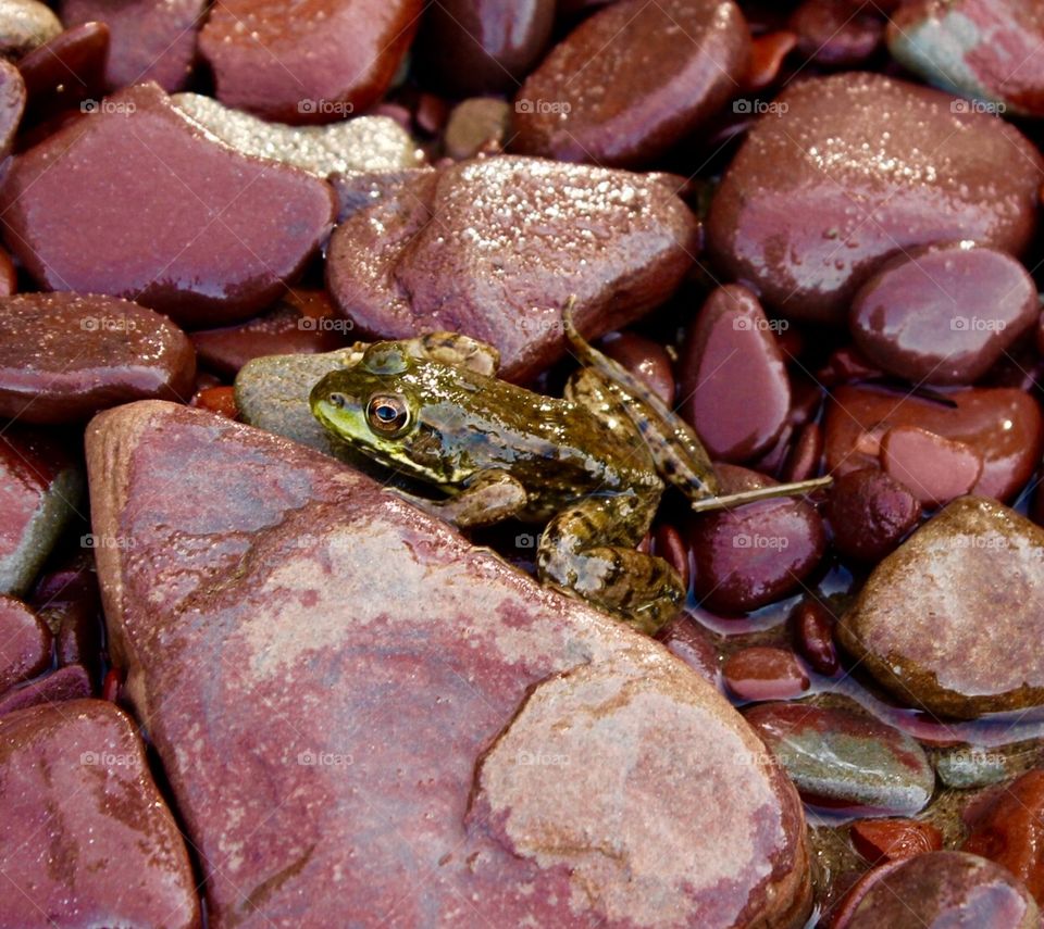 Frog in rocks