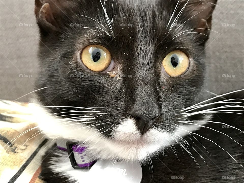 Black and White cat portrait 
