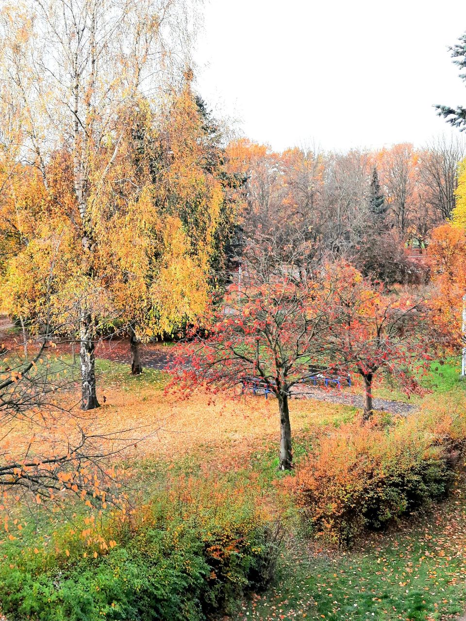 golden autumn in the park