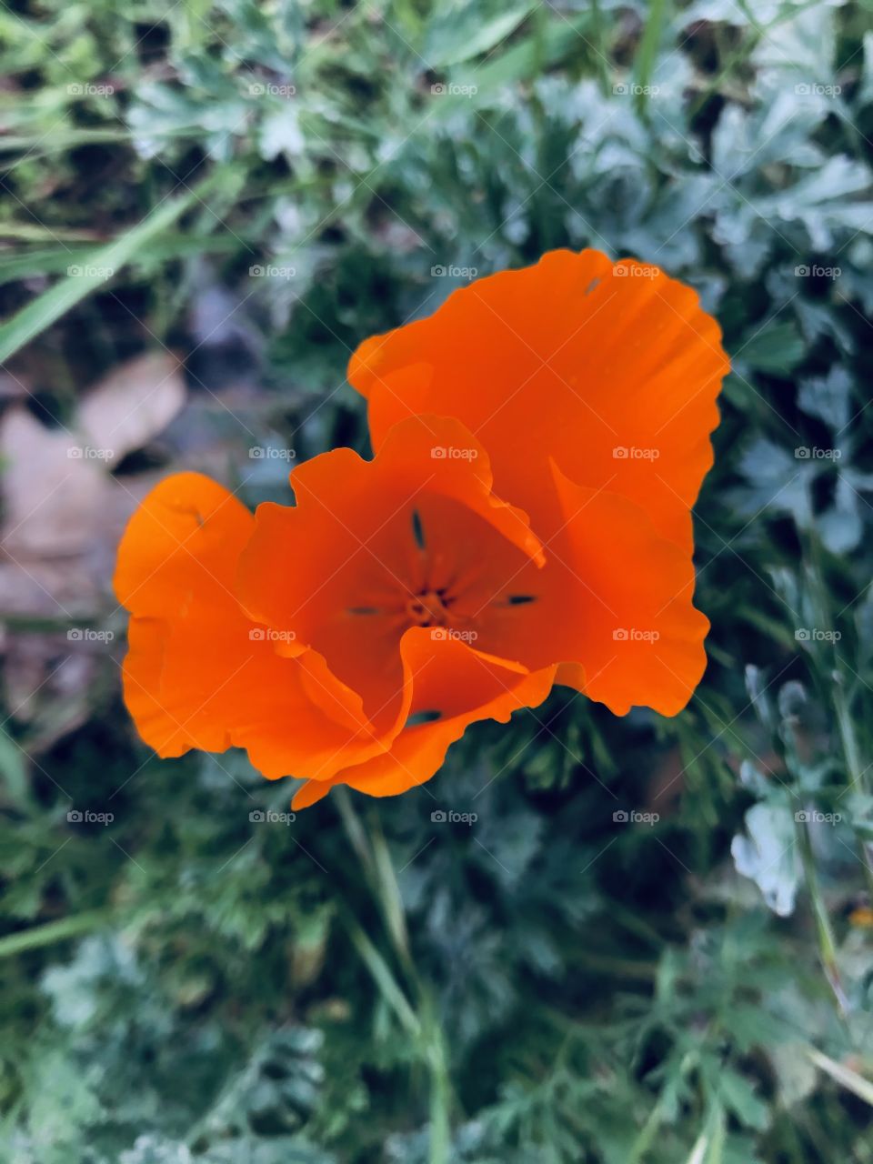 California poppy flower on green background 