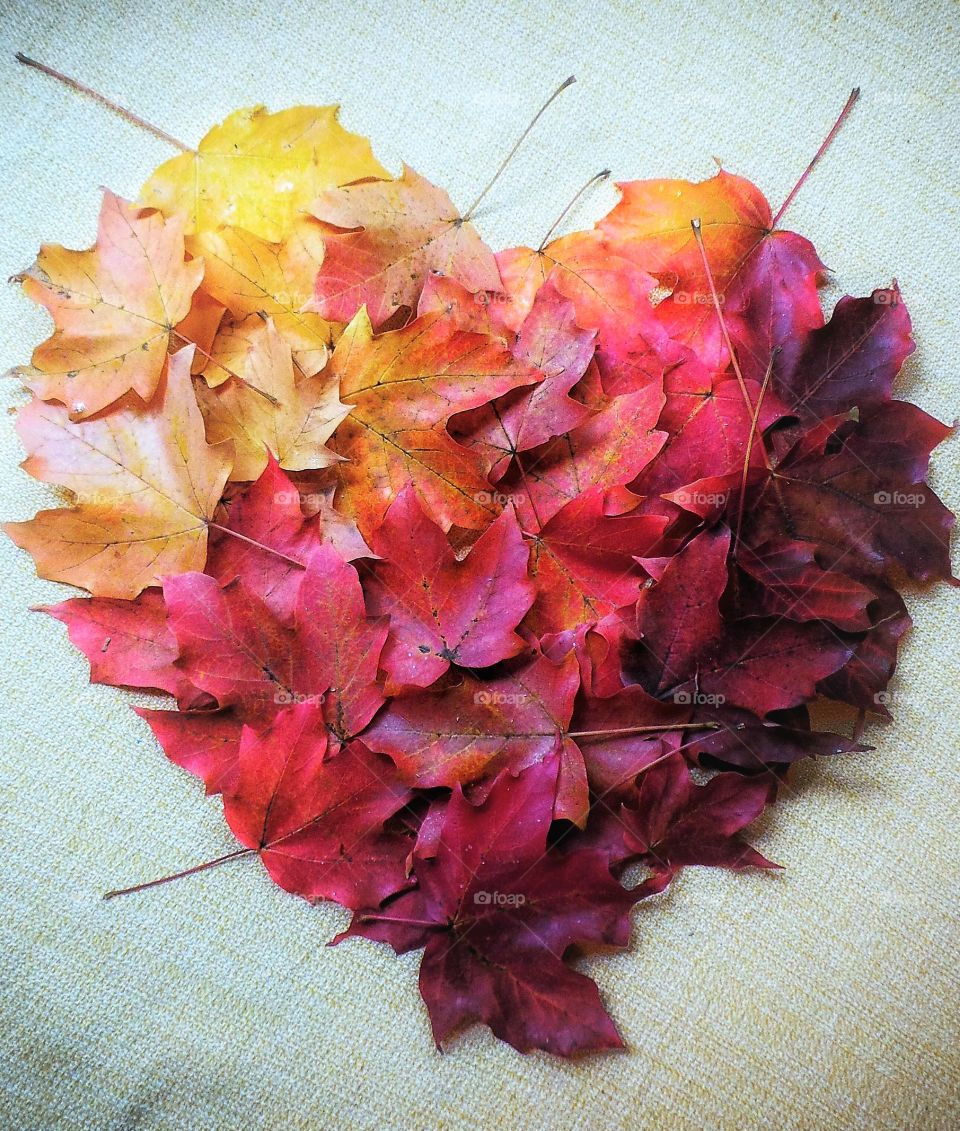 Studio shot of maple leaf