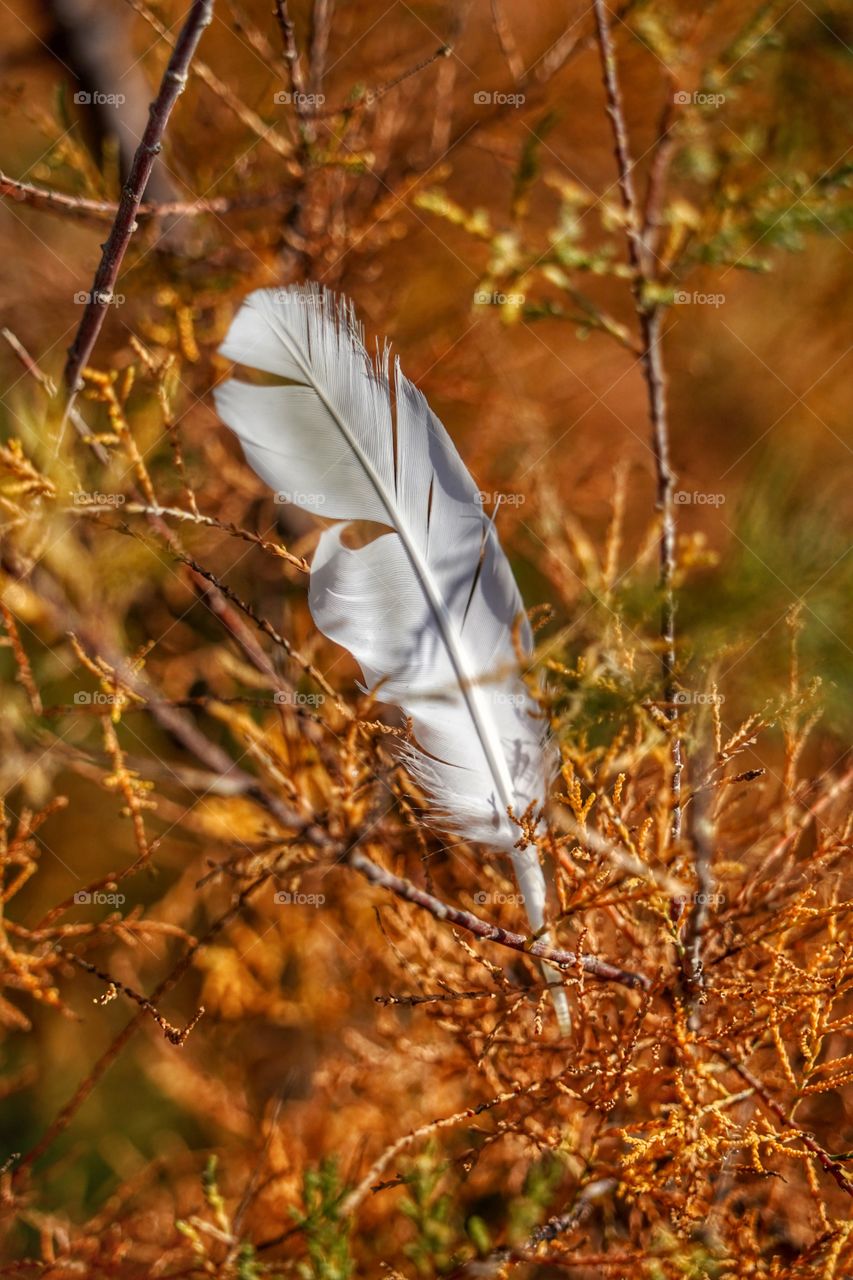 Feather