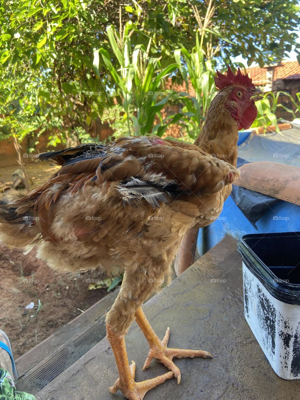 free range rooster