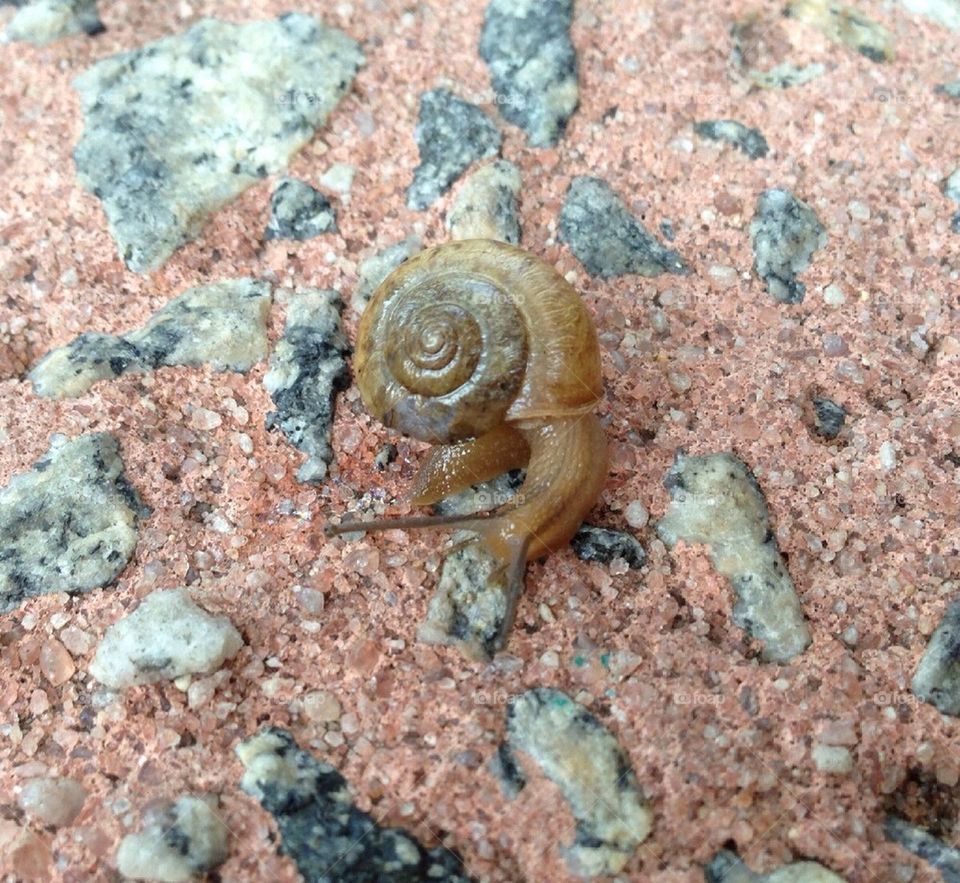 baby snail by alexsd5
