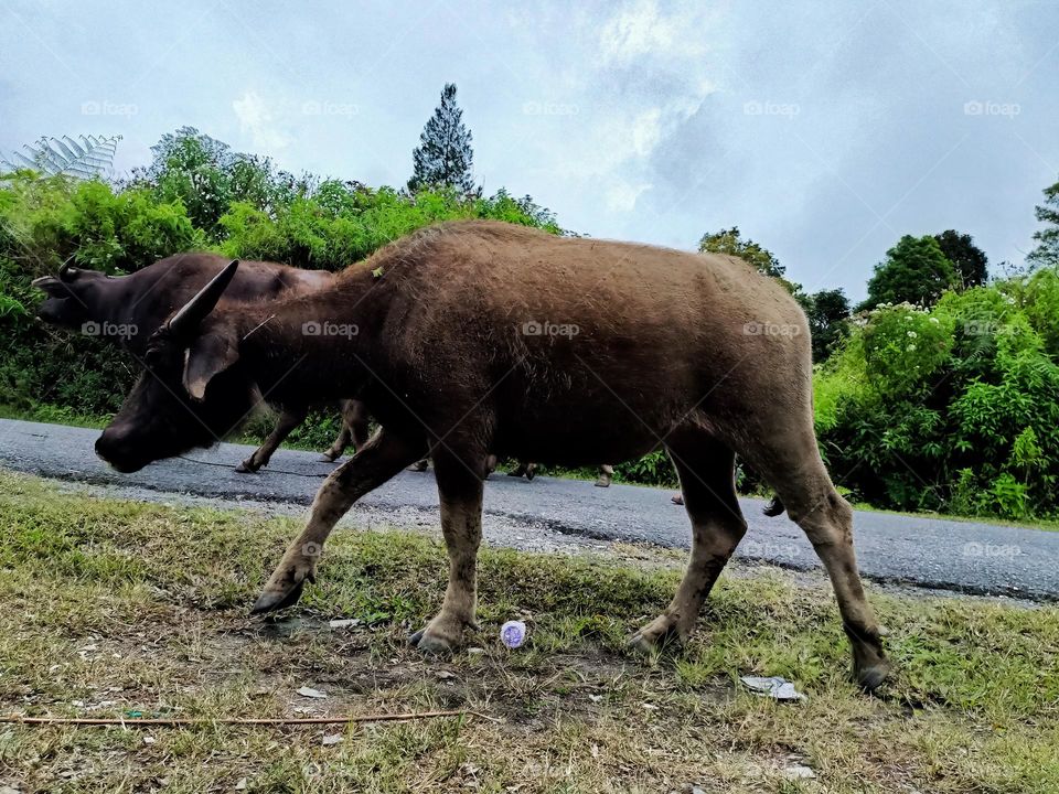 Buffalo family returns to the stable after 
pasture, Domestic Asian water buffalo