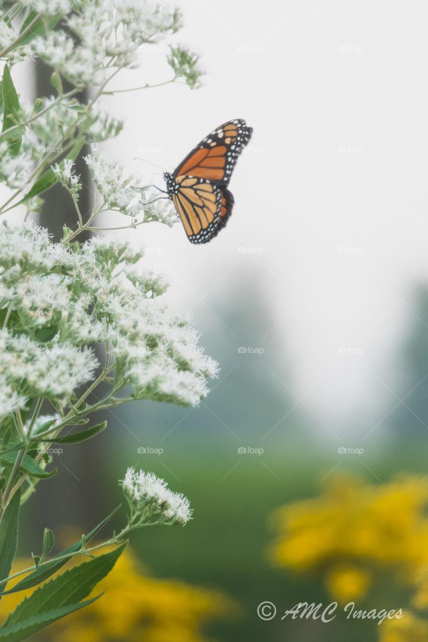 Monarch butterfly mid flight 