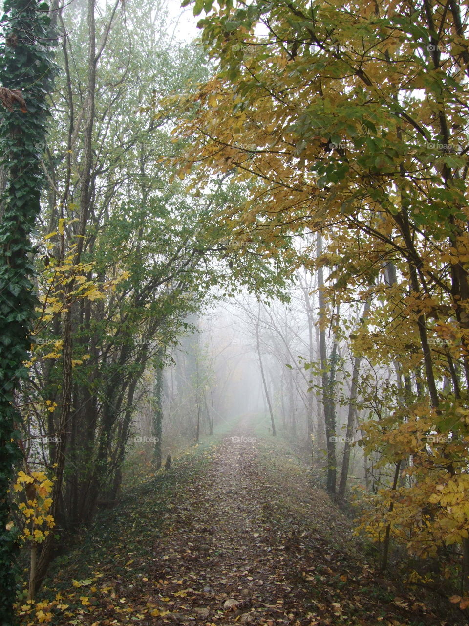 fall along the bank of the creek