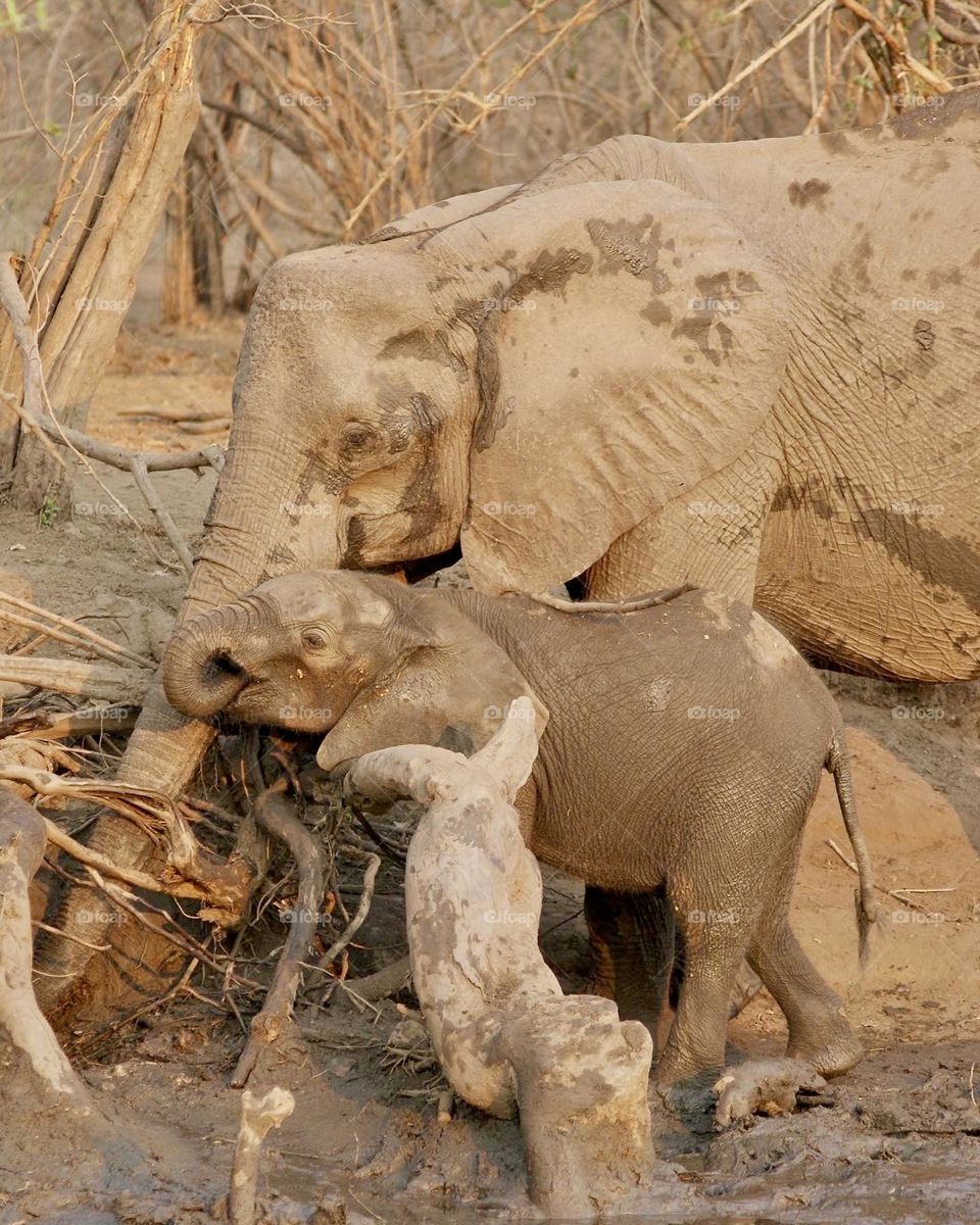 Gentle Giants 