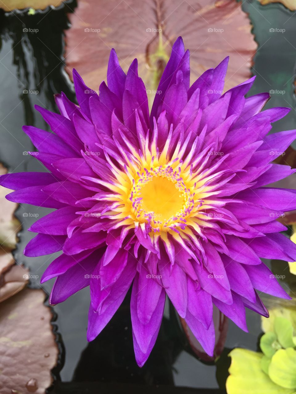 Extreme close-up of purple water lily