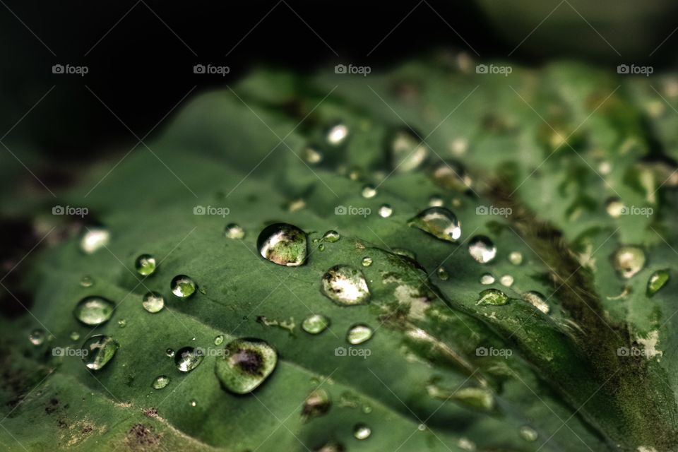 close up, macro photography, flower texture, leaf, green, water drops 