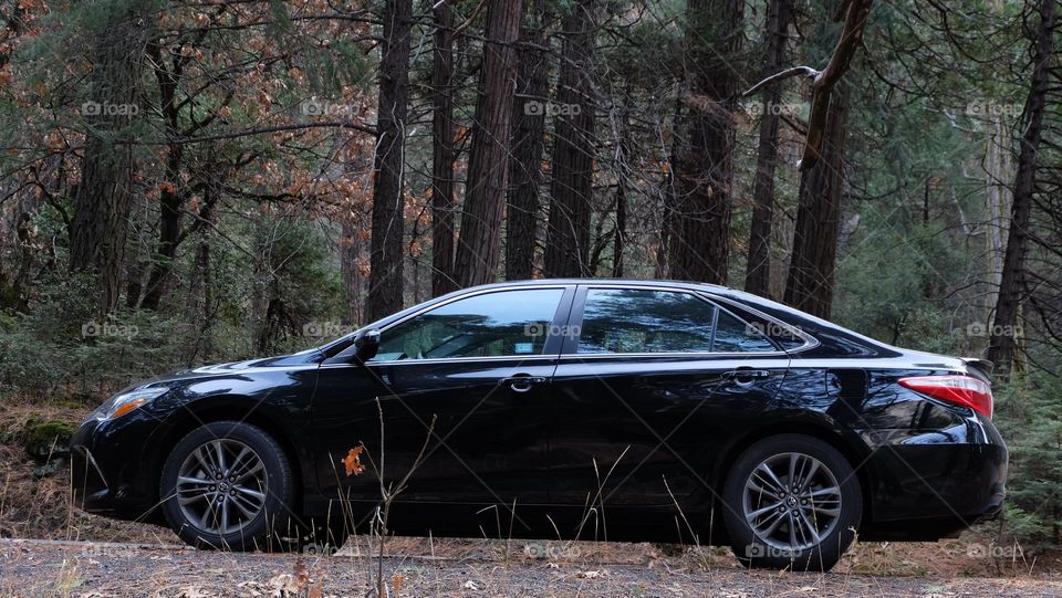 Black sedan in parked in a wooded area.