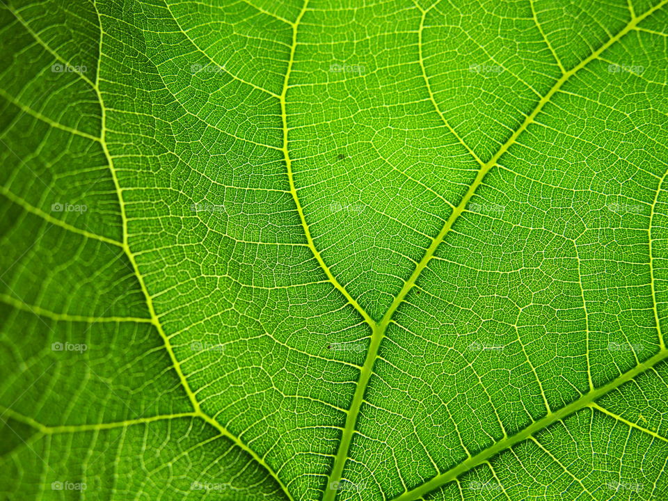 fig leaf, detail of the form