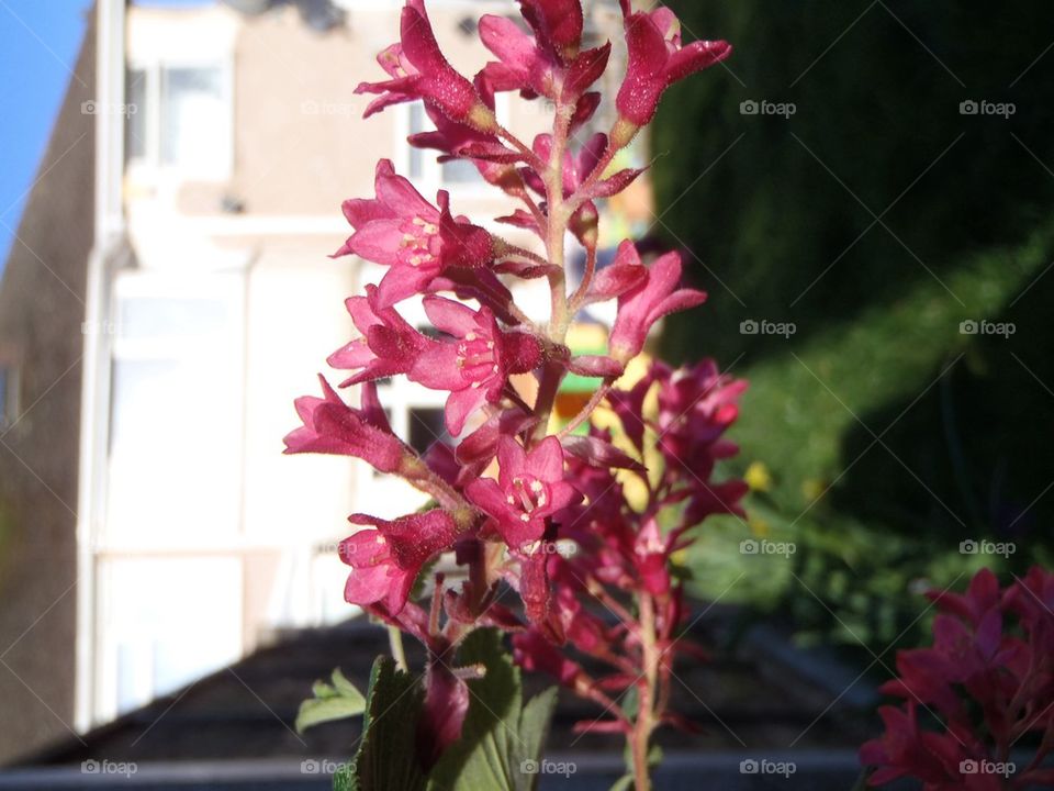 In the Morning light 