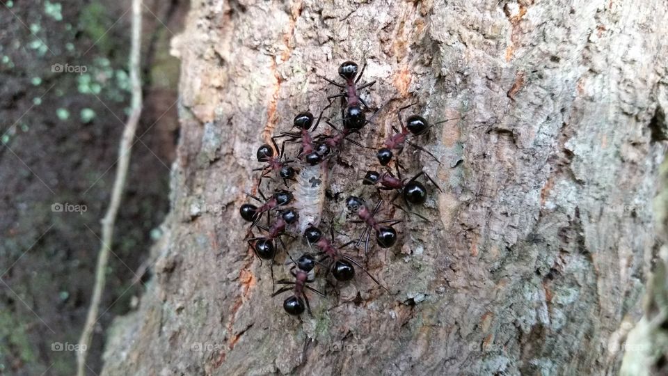 The splinter ants which dumpling insect attracts