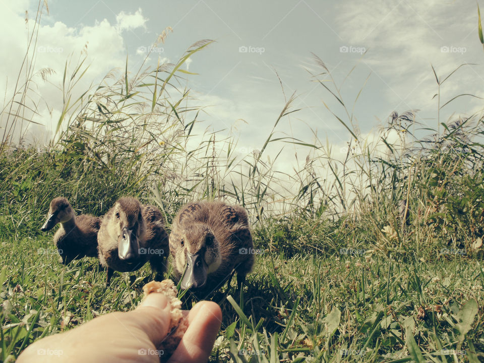 Feeding ducklings