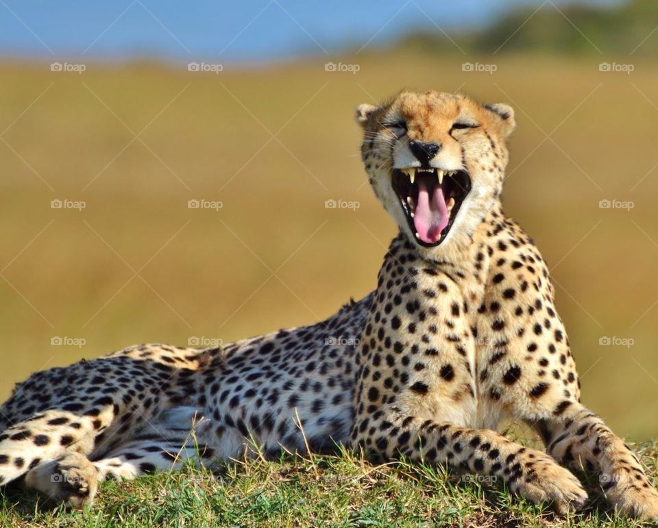 Cheetah Yawning