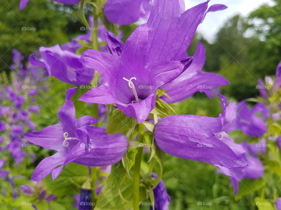 Flowers in blossom