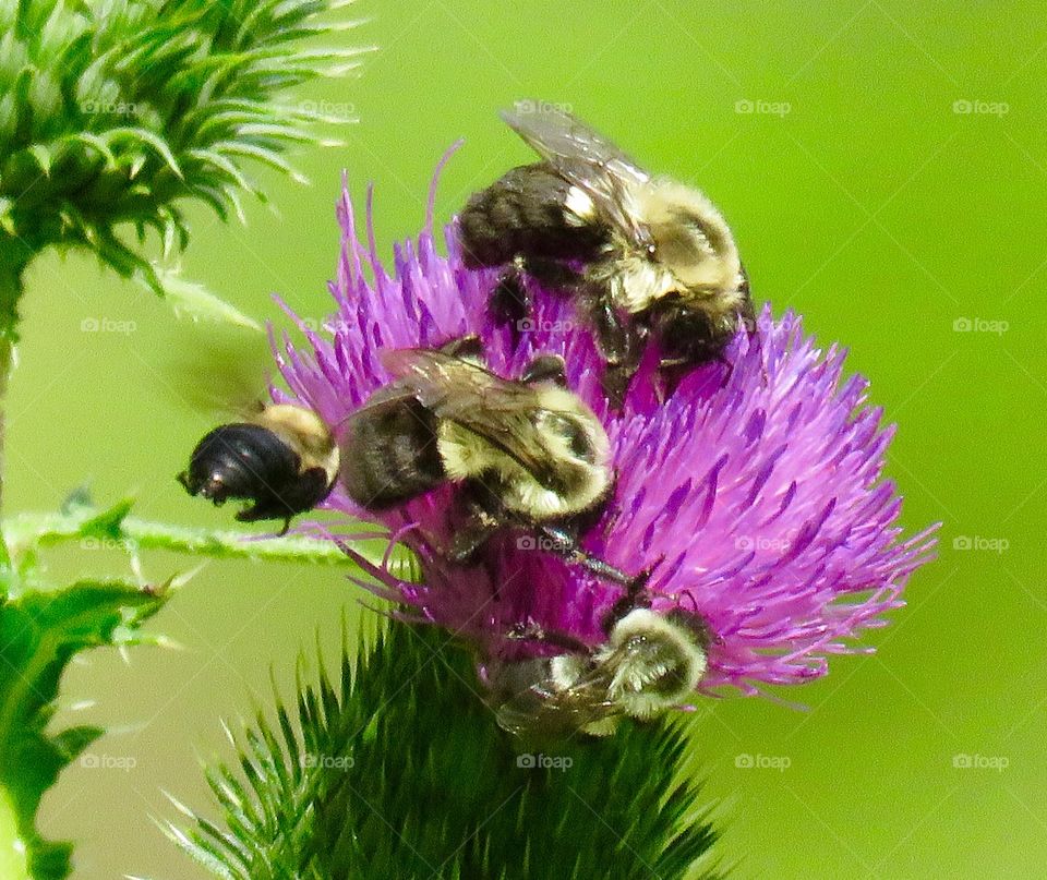 Bumblebees on flower.