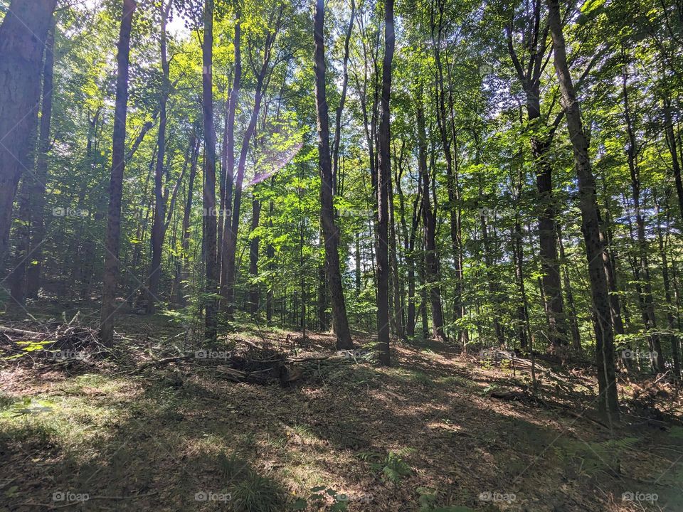 View in the woods. A sunburst can be seen in the top-left quadrant of the frame. Just a sliver of sky can be seen in the gaps between leaves and tree trunks.
