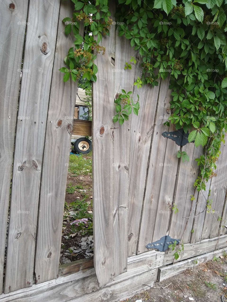 A peek into someone's yard behind a partially vandalized fence. There is a lovely green ivy growing towards the top of the fence.