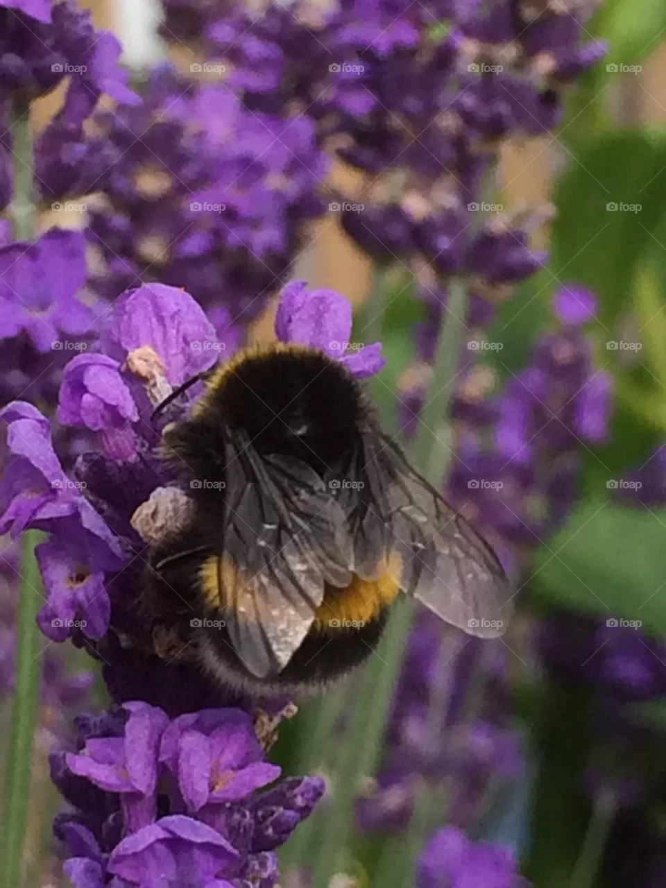 bumblebee in love with lavender