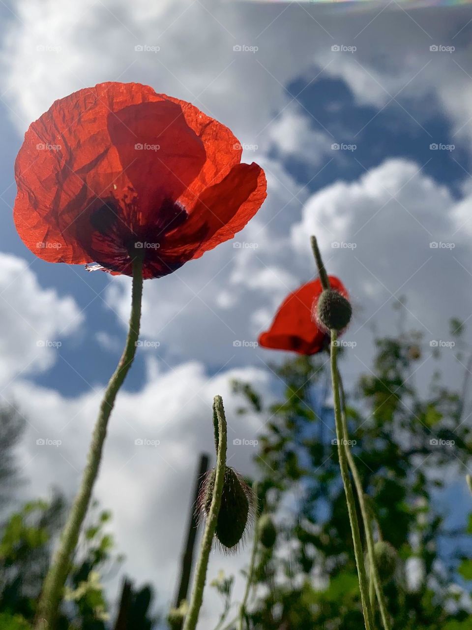 Poppy red flowers against blue cloudy sky spring time