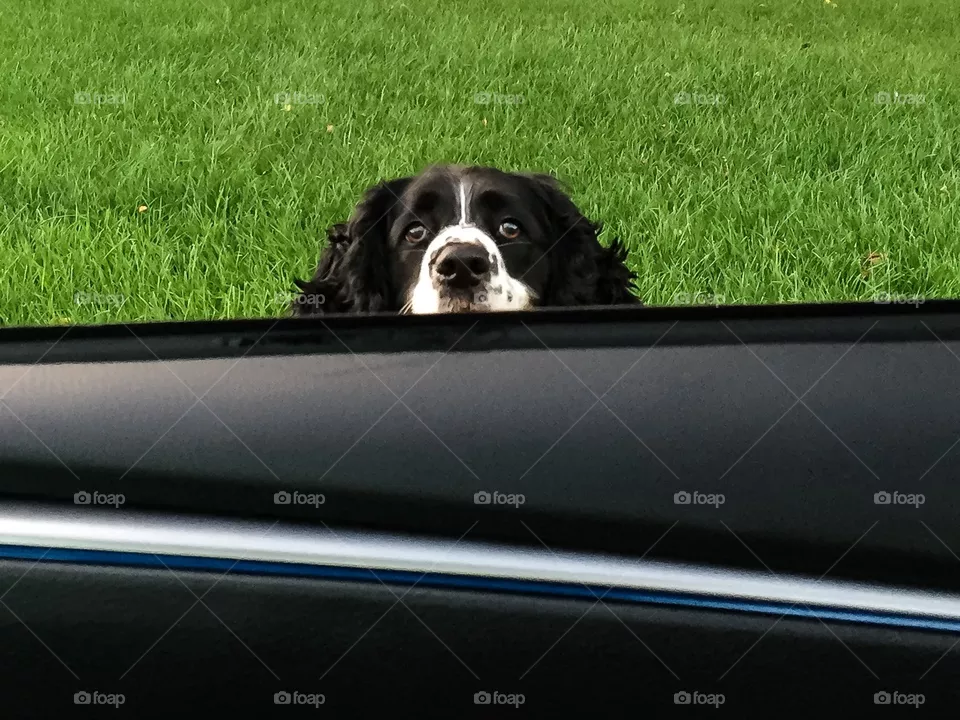 dog
