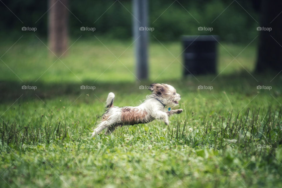 Running dog 