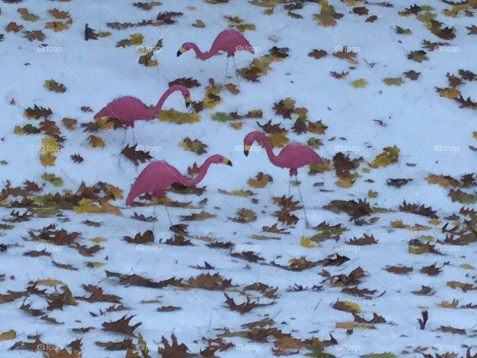 Snow flamingos 