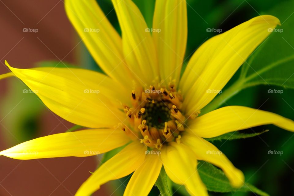 Yellow bloom