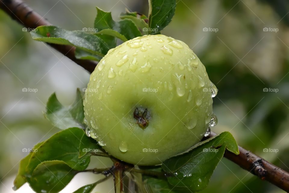 Apple with water drops.

Photo Apple on tree in our garden.