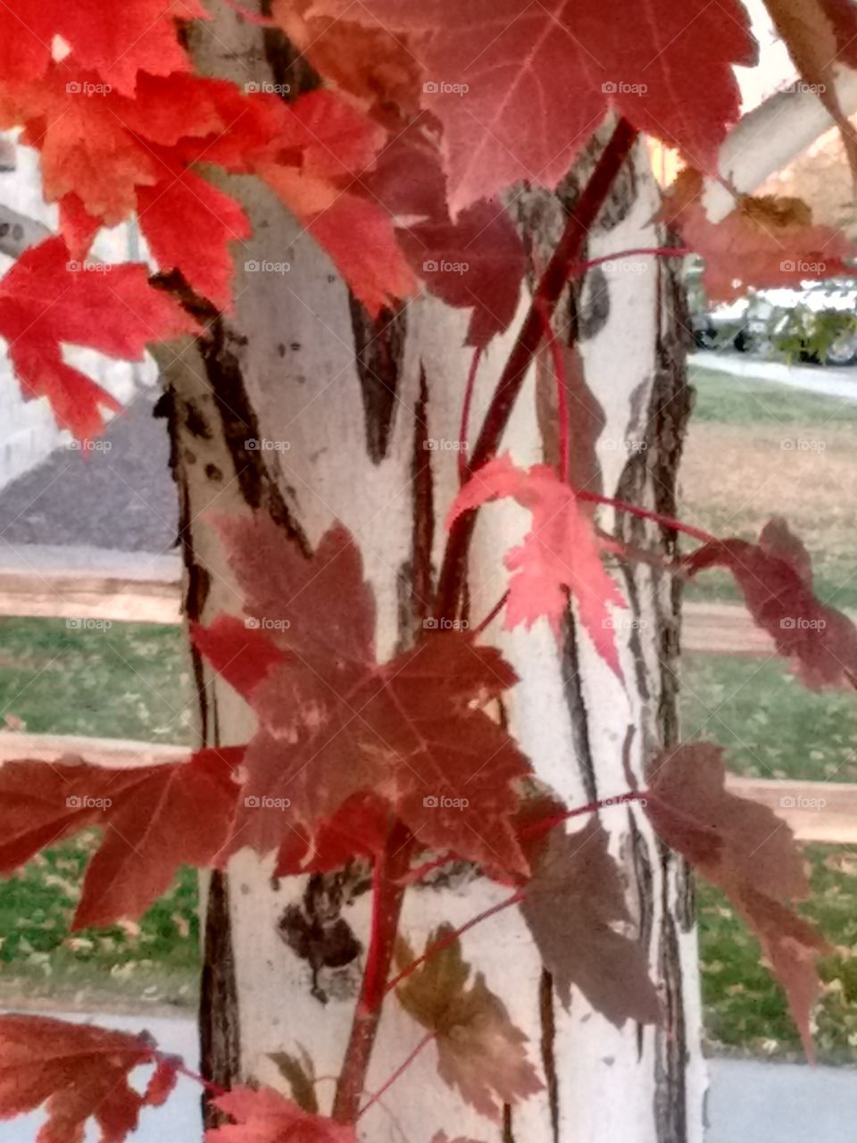 red leaves