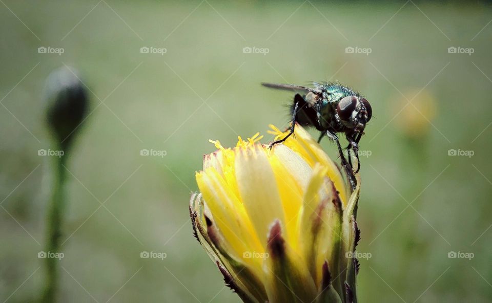 Fly on a flower