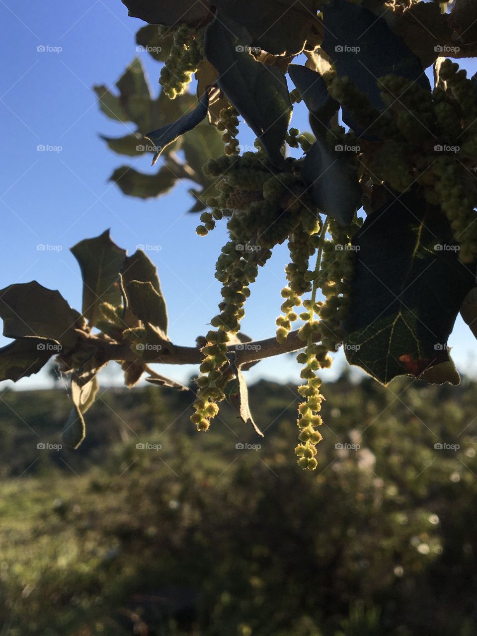 Cluster of flowers on oak tree