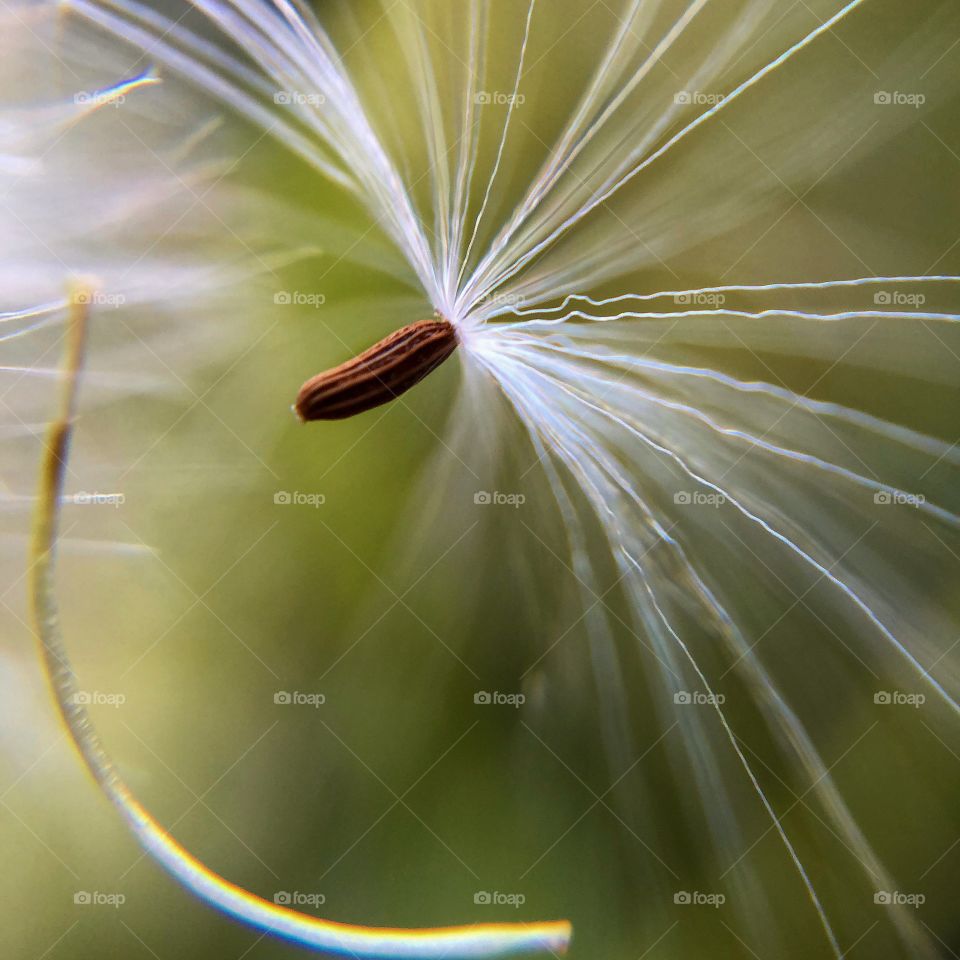 Seed floating in the air