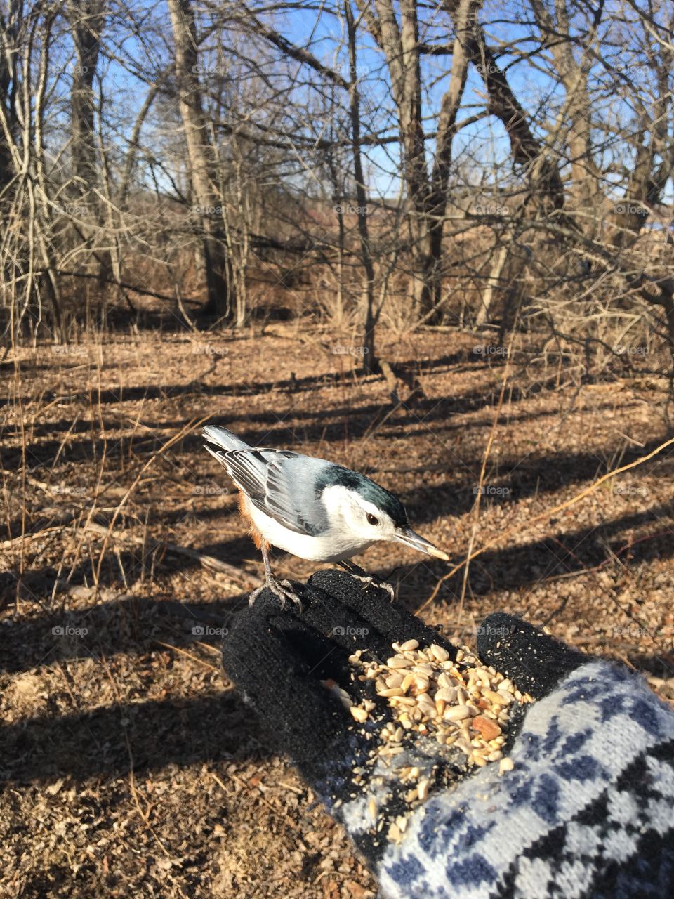 In early winter I am feeding a bird. The species is a Nuthatch. In rural Ontario at a nature conservation area. Has blue/grey markings with and orange butt.