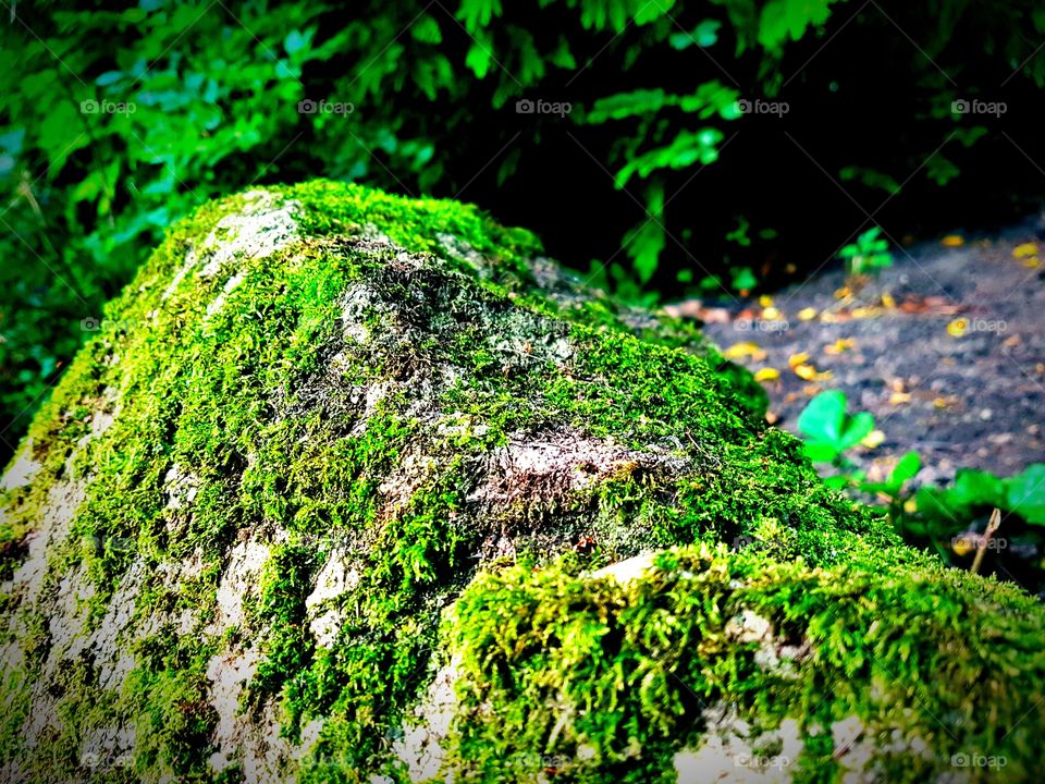 It's a small rock for most ... but mighty mountain for fiew