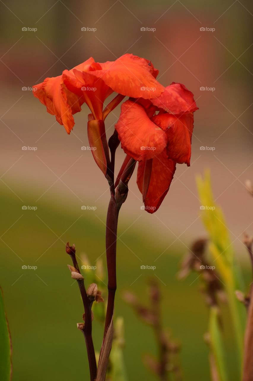 Vivid Orange Big Canna Flower on Blur Background